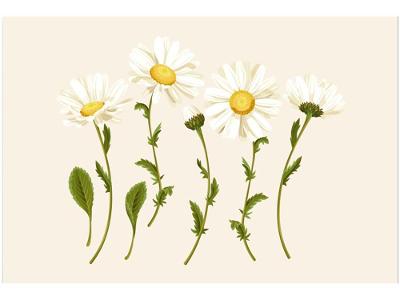 Placa Decorativa MDF Daisy 30x44cm 