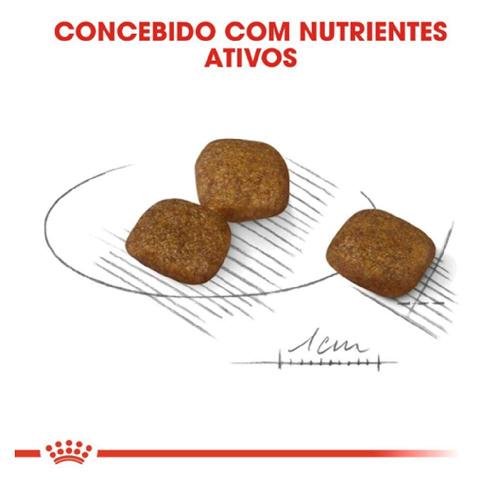 Ração Royal Canin Cuidado da Pelagem para Cães Adultos de Raças Mini a partir de 10 meses de idade