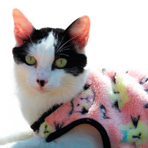 Agasalho My Dream Cat - Tam. P