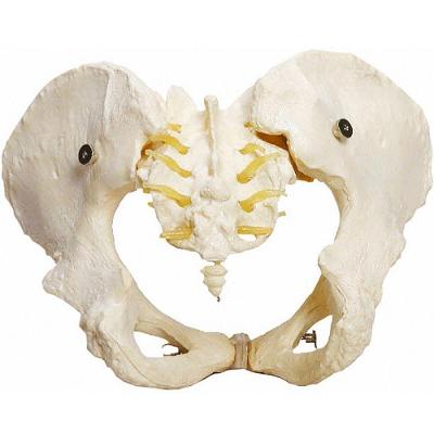 Esqueleto Pélvico, Anatomia Pelve Feminina