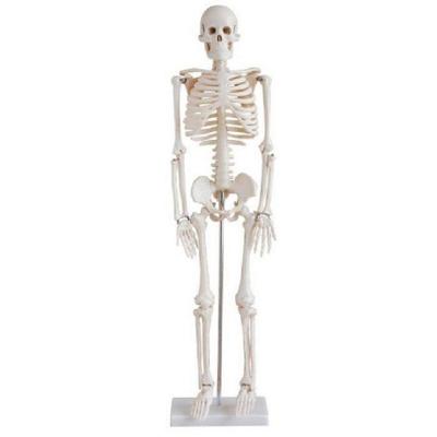 Esqueleto Humano 85 Cm Altura Articulado Modelo Anatomia