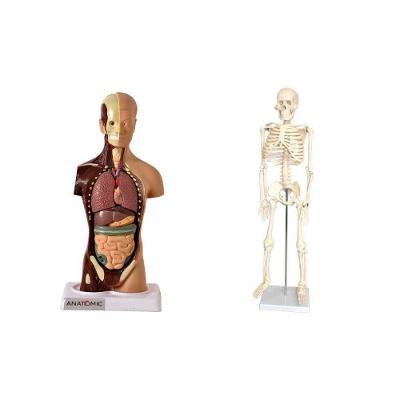 Esqueleto 85 Cm + Torso 28 Cm 14 Partes