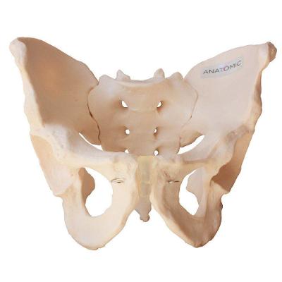 Esqueleto Pélvico Masculino, Anatomia Pelve Masculina