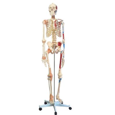 Esqueleto Humano 1,68 Cm Ligamentos,articulados E Muscular