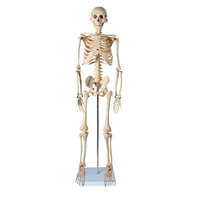 Esqueleto Humano De 85cm Com Suporte.
