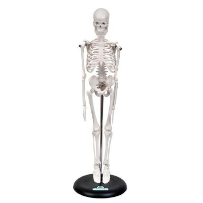 Esqueleto Humano De 45 Cm Altura Com Suporte, Anatomia