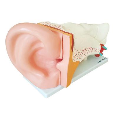 Ouvido Ampliado 3x Em 6 Partes, Anatomia