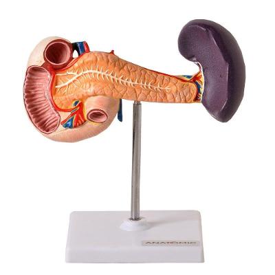 Pâncreas Humano E Duodeno, Anatomia