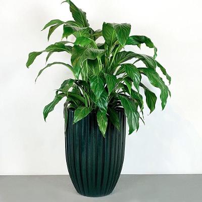 Vaso Redondo Cacau 42 X 54 Cm Cor 33 - Antique Verde