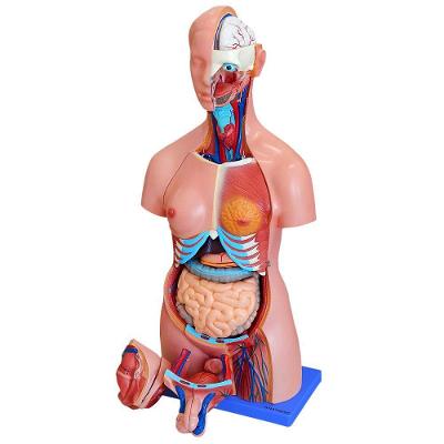 Torso Humano Bissexual 85 Cm Altura 24 Pts E Coluna Exposta