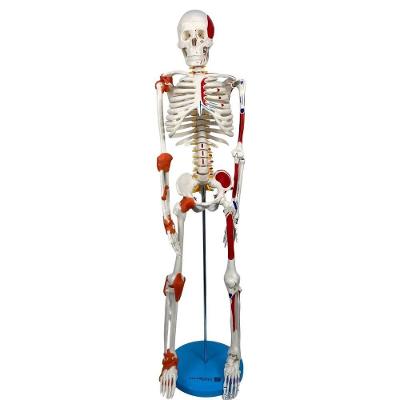 Esqueleto 85Cm Ligamentos Inserções Musculares