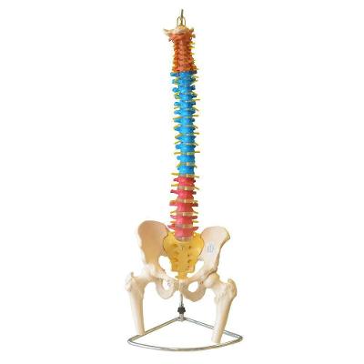 Coluna Vertebral Flexível Colorida em Tamanho Natural