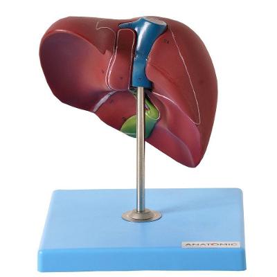 Figado Humano Básico Anatomia