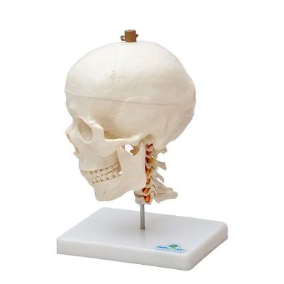Crânio Humano Mandíbula Móvel e Coluna Cervical