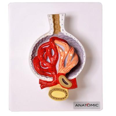 Rim Glomérulos Ampliado 700 X, Anatomia