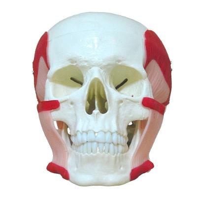 Crânio Humano Músculos da Mastigação Anatomia