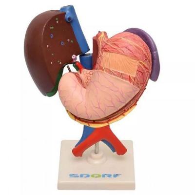 Figado Pâncreas Baço e Duodeno Anatomia