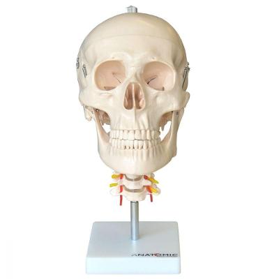 Crânio Humano com Coluna Cervical Anatomia