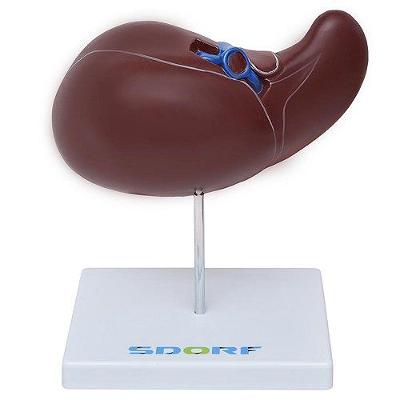 Figado Humano Modelo Luxo Anatomia