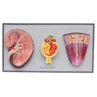 Rim, Néfrons E Glomérulos Em Prancha Modelo Anatomia