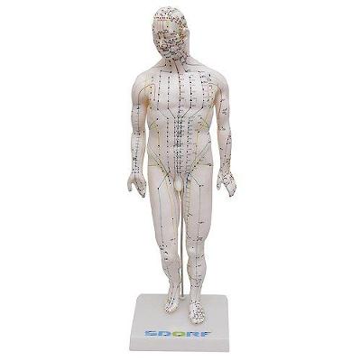 Manequim Acupuntura Masculino 50cm