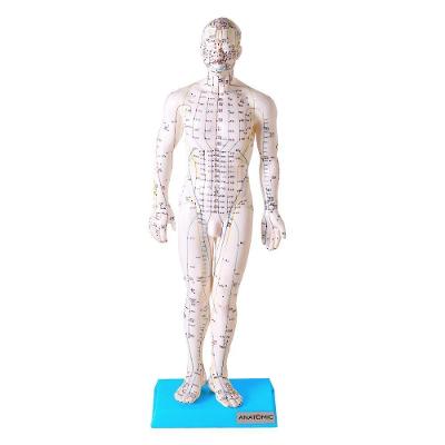 Manequim Acupuntura Masculino 50cm