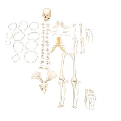 Esqueleto Humano Desarticulado Tam. Natural, Anatomia