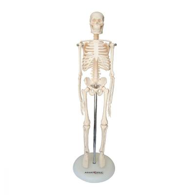 Esqueleto Humano De 45 Cm