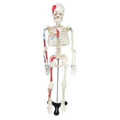 Esqueleto Humano 85 Cm De Altura C/, Origens E Inserções
