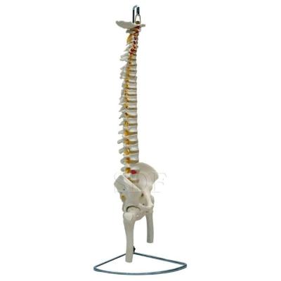 Coluna Vertebral Flexível Pelve Parte Fêmur Esqueleto