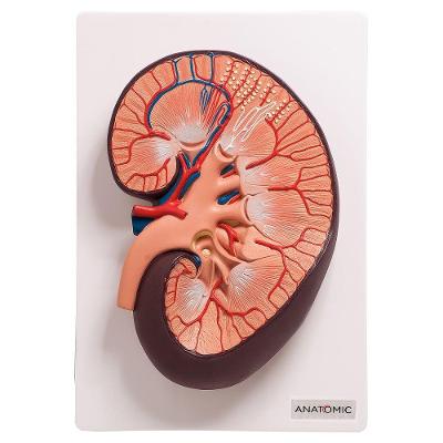 Rim Humano Básico Em Corte Longitudinal, Anatomia