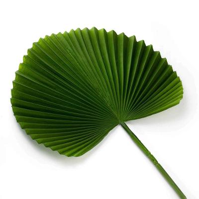 Folha Artificial Latânia Leque Realista Verde Escuro 83 Cm F04 - D'rossi
