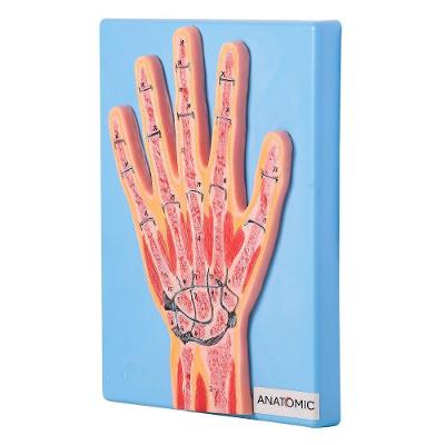 Secção Mediana da Articulação da Mão Anatomia