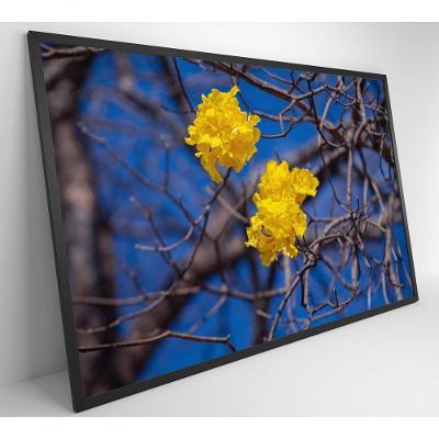 Quadro Flores De Ipê Amarelo Em árvore Do Cerrado Medidas 40x60 Cm Tipo De Impressão Vidro Acrílico