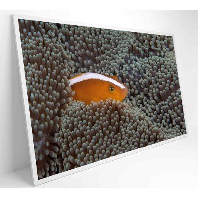 Quadro Peixe Palhaço Em Anêmona No Mar Medidas 120x80 Cm Impressão Vidro Acrílico