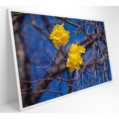 Quadro Flores De Ipê Amarelo Em árvore Do Cerrado Medidas 40x60 Cm Tipo De Impressão Tecido Canvas