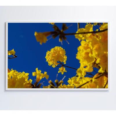 Quadro árvore Ipê Amarelo No Céu Azul Medidas 60x90 Cm Impressão Adesivo Fotográfico