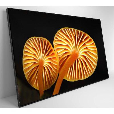 Quadro Cogumelo Da Amazônia Medidas 90x60 Cm Impressão Tecido Canvas