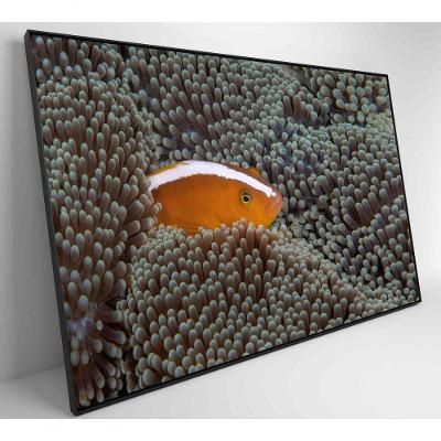 Quadro Peixe Palhaço Em Anêmona No Mar Medidas 120x80 Cm Impressão Tecido Canvas
