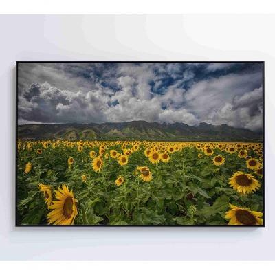 Quadro Campo De Girassóis Medidas 90x60 Cm Impressão Tecido Canvas