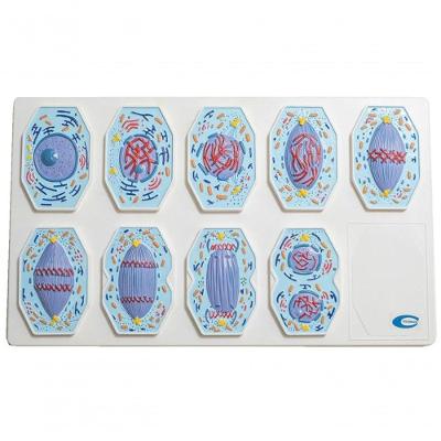 Conjunto De Mitose Em 9 Partes