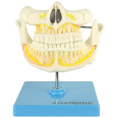 Dentição Adulta Arcada Dentária Anatomia