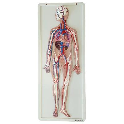 Sistema Circulatório em Prancha Modelo Anatomia