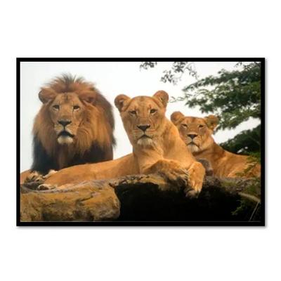 Quadro Decorativo Leão Natureza (100x70cm)