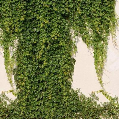 Painel De Parede The Wall 2 Folhagem Verde 392271
