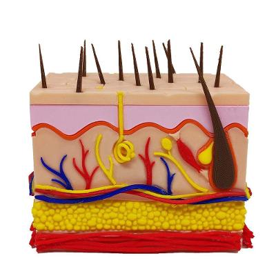 Corte Da Pele 3d Humana Ampliada Anatômico Modelo Anatomia Nervos Vasos Glândulas