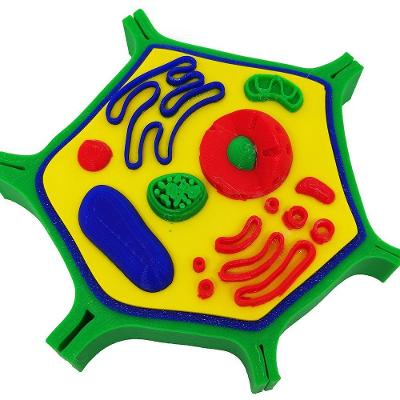 Célula Vegetal 14 Cm Impressão 3d Maquete Biologia Citologia