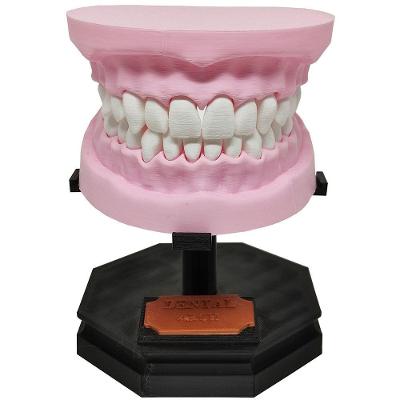 Arcada Dentária Com Suporte Modelo 3d Dente Gengiva Boca Anatomia
