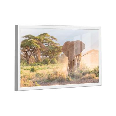Quadro Elefante Savana -- Br Artes