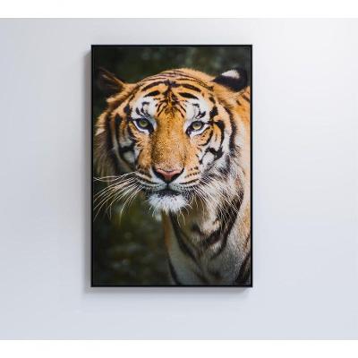 Quadro Tigre 60x90 Cm Adesivo Fotográfico